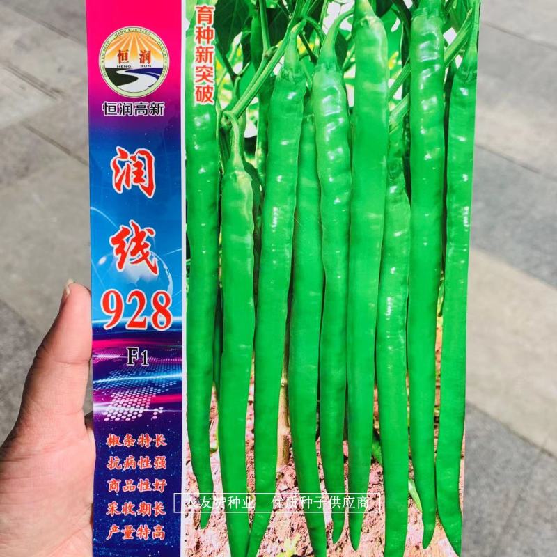 恒润公司润线928长线椒种子特高产抗病香辣线椒种籽