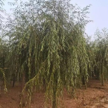 求购7公分垂柳，截杆2.5米，代45土球，有货朋友联系我