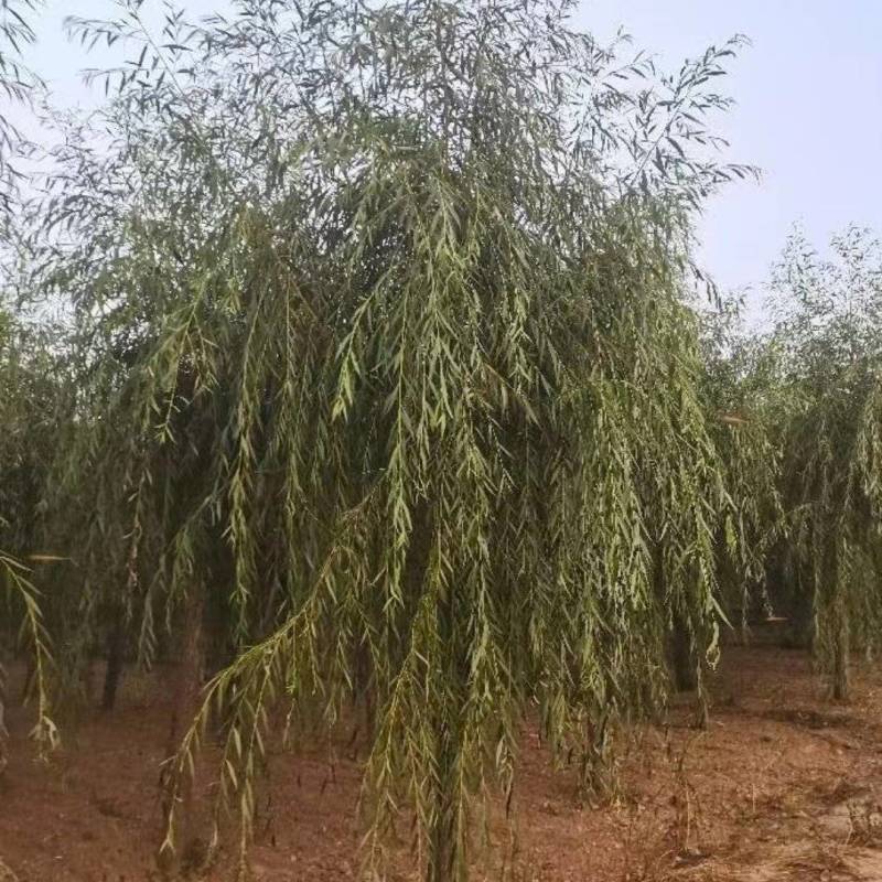 求购7公分垂柳，截杆2.5米，代45土球，有货朋友联系我