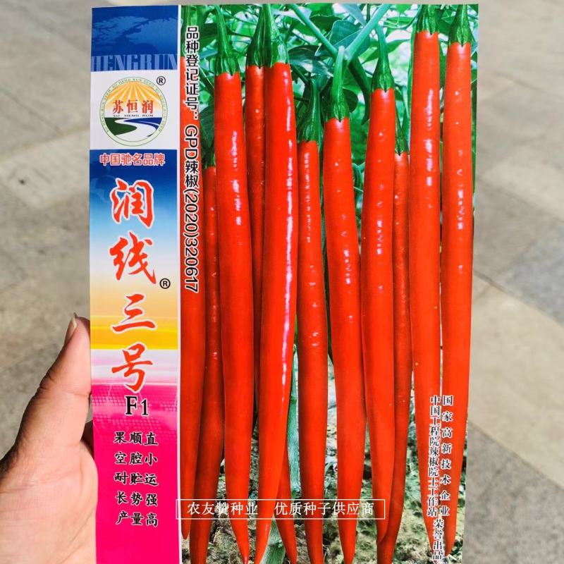 苏恒润青红两用线椒种子润线三号辣椒种子抗病抗逆性强