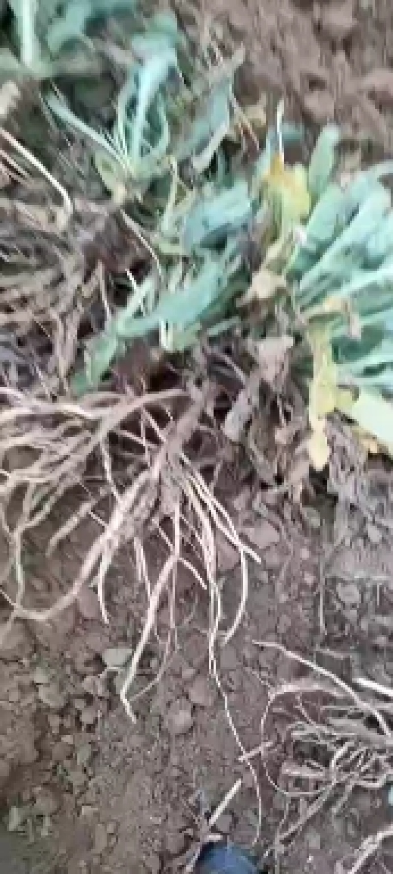 高质量板蓝根出售