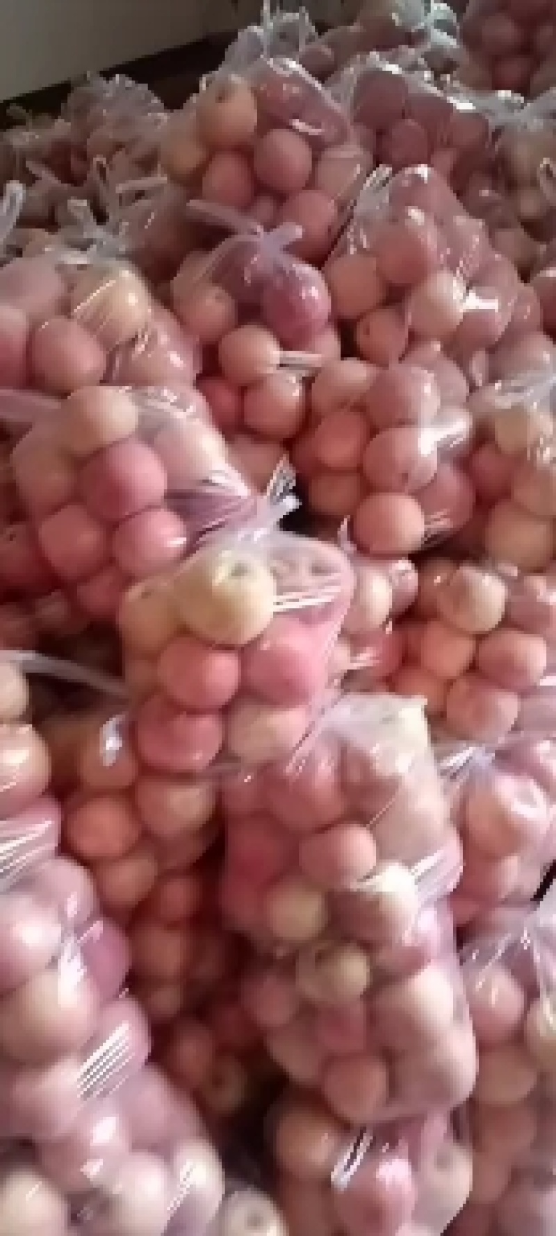 富士苹果