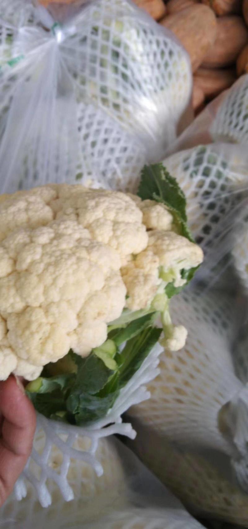 白花菜花紧密乳白2斤