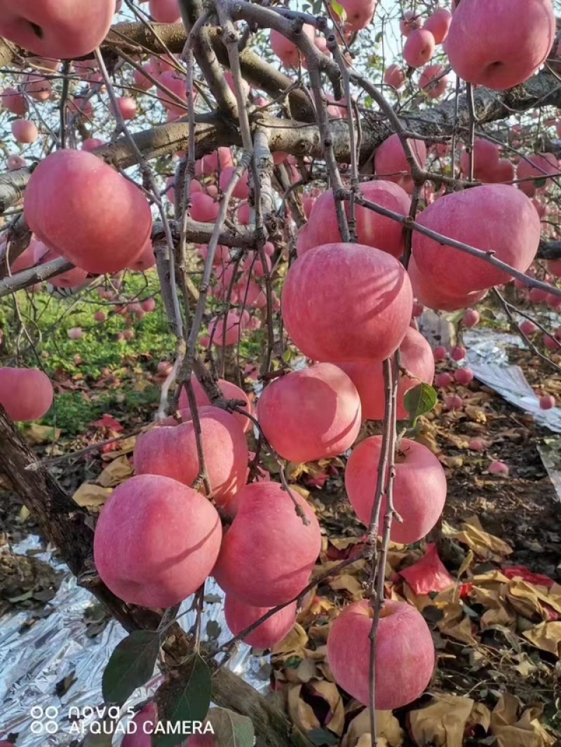 【常年卖】红富士苹果纸袋纸加膜皮薄脆甜商超供货