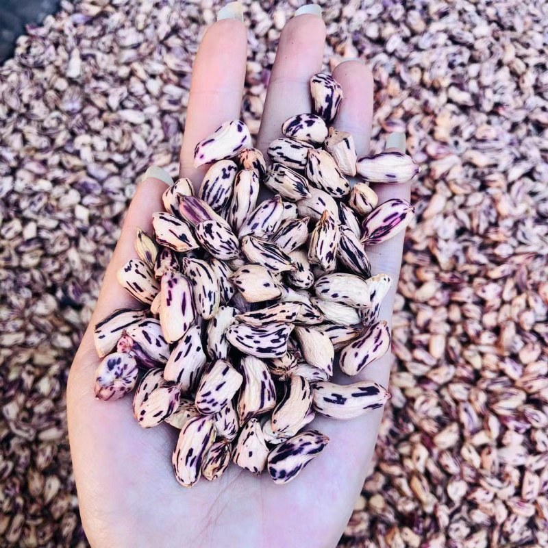 云南七彩黑皮花生七彩花生米黑皮花生米长期供应
