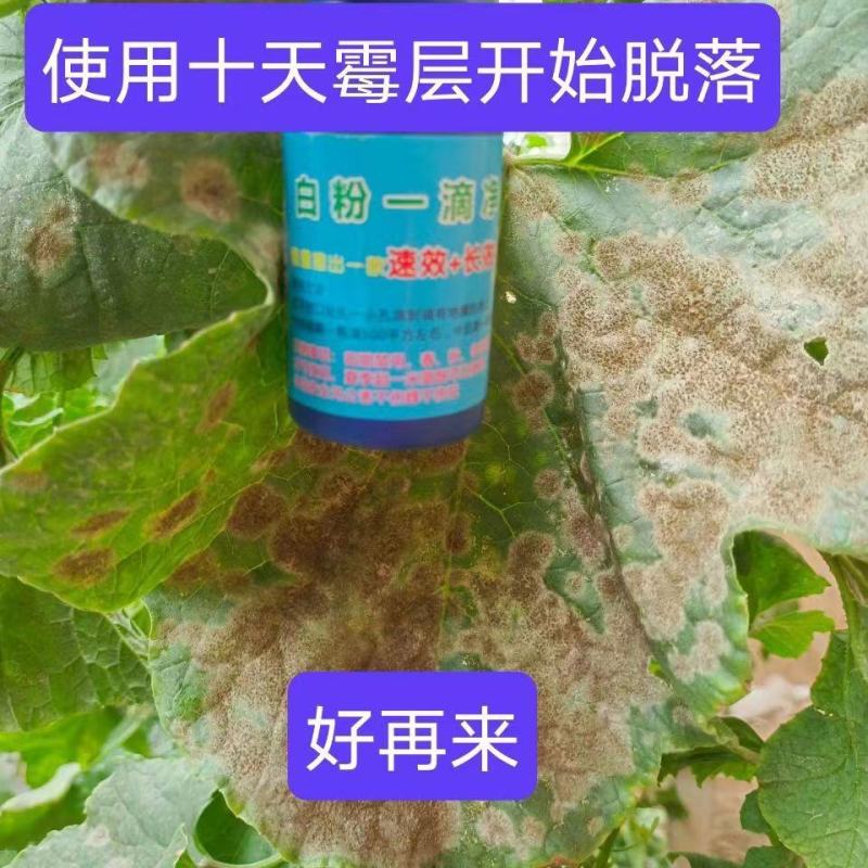 白粉一滴净大棚果蔬专用草莓甜瓜黄瓜西瓜冬瓜辣椒茄子等