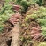 大荔县朝邑镇沙底村纯沙地秤杆红罗卜大量接单欢迎来电