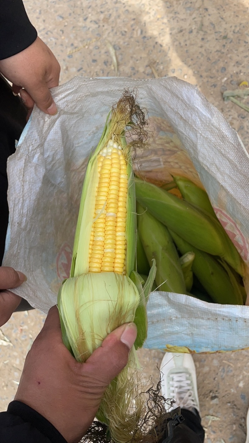 【精品批发】水果玉米🌽个大，皮绿，无虫，质量保证，货源充足