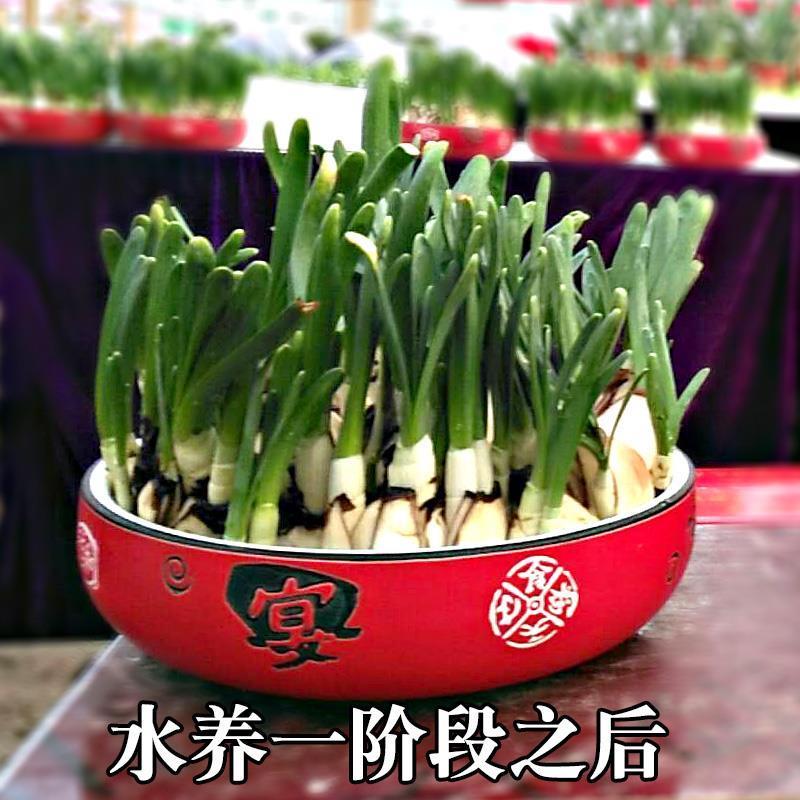 水仙花种球室内水培土养盆栽洋水仙种子球根植物四季观花卉