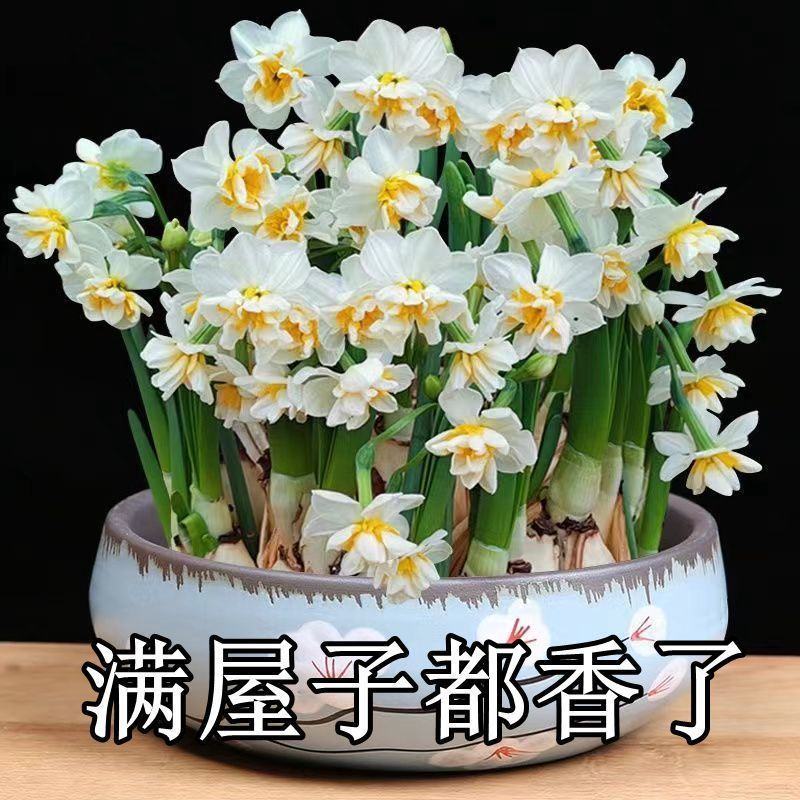 水仙花种球室内水培土养盆栽洋水仙种子球根植物四季观花卉