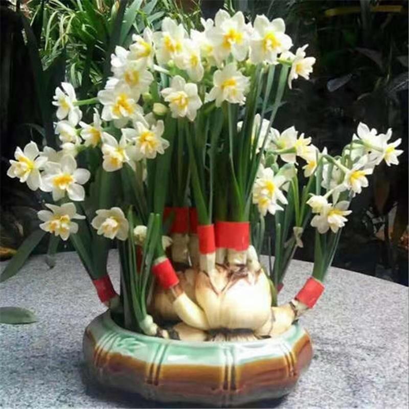 水仙花种球室内水培土养盆栽洋水仙种子球根植物四季观花卉