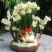 水仙花种球室内水培土养盆栽洋水仙种子球根植物四季观花卉