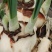 水仙花种球室内水培土养盆栽洋水仙种子球根植物四季观花卉