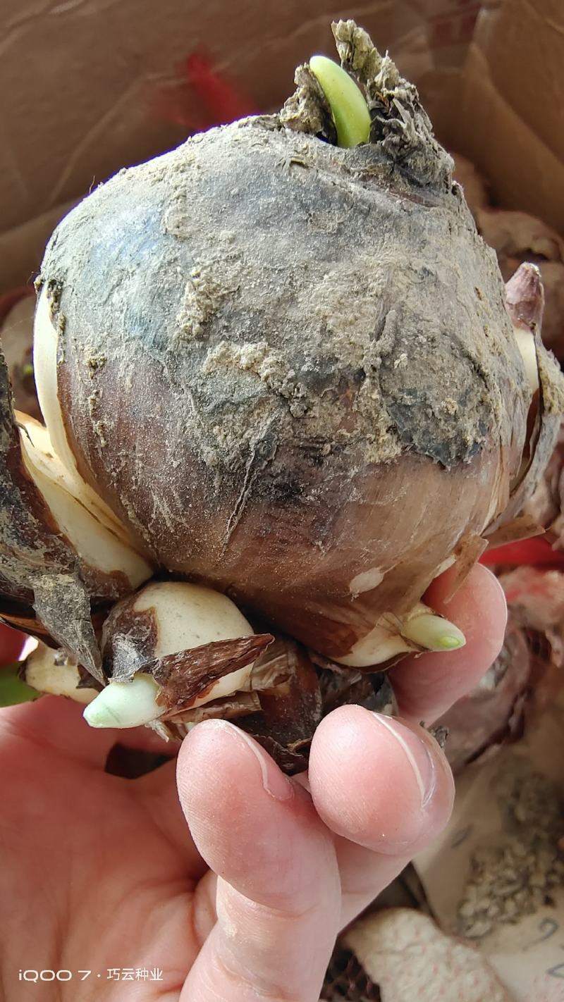水仙花种球室内水培土养盆栽洋水仙种子球根植物四季观花卉
