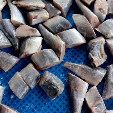 鲅鱼段食堂开片可定做整件整条加工400-500整条1