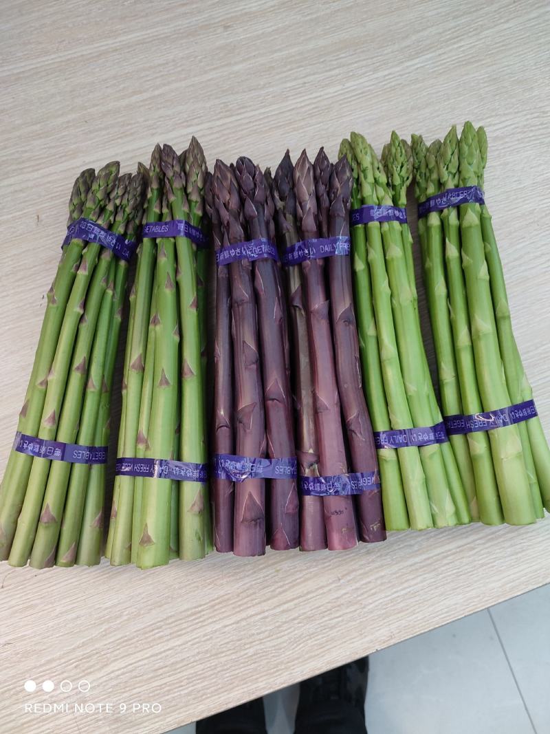 长期供应杂交一代芦笋苗子，绿宝石早熟全绿芦苗子，现货上市