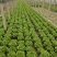 精品意大利生菜大量上市，价格实惠，支持全国各大市场，商超