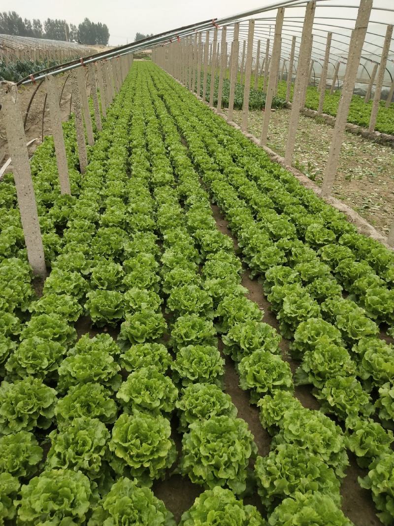 精品意大利生菜大量上市，价格实惠，支持全国各大市场，商超