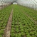 精品意大利生菜大量上市，价格实惠，支持全国各大市场，商超