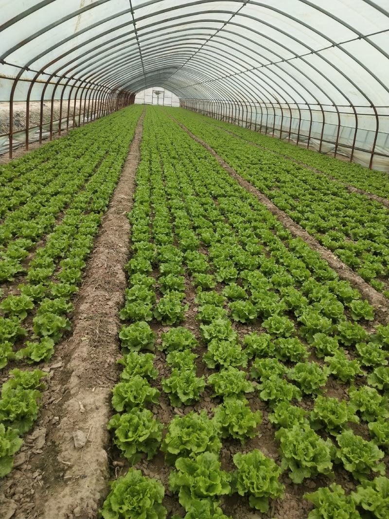 精品意大利生菜大量上市，价格实惠，支持全国各大市场，商超