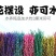 银柳鲜枝真花干花客厅桌面插花红色喜庆年宵花卉冬季鲜切花枝