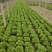 精品意大利生菜大量上市，价格实惠，支持全国各大市场，商超