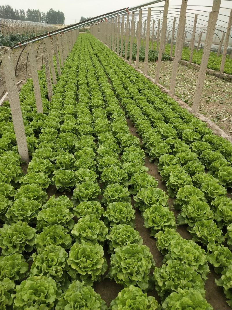 精品意大利生菜大量上市，价格实惠，支持全国各大市场，商超