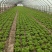 精品意大利生菜大量上市，价格实惠，支持全国各大市场，商超