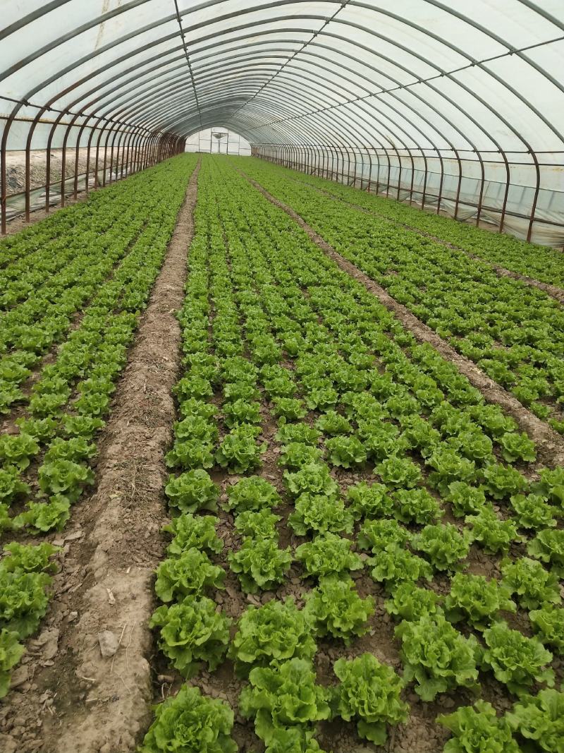 精品意大利生菜大量上市，价格实惠，支持全国各大市场，商超