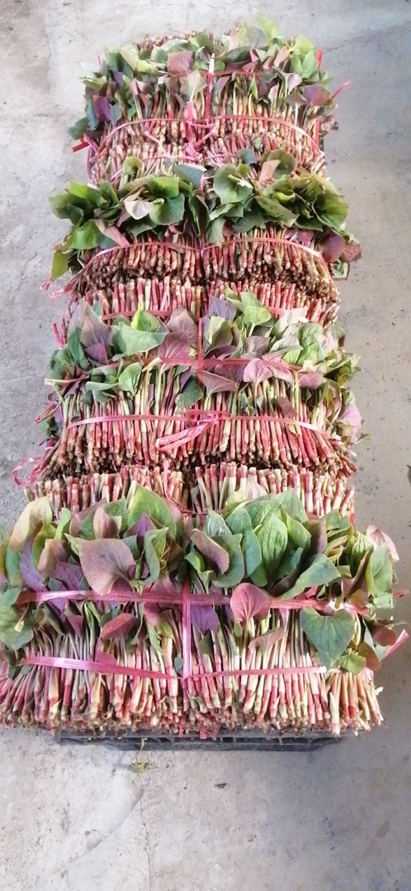 折耳根鱼腥草四川新鲜嫩叶凉拌蔬菜当季鱼腥草现摘现发