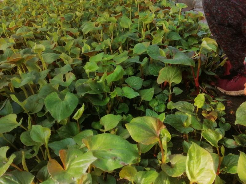折耳根鱼腥草四川新鲜嫩叶凉拌蔬菜当季鱼腥草现摘现发
