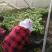 折耳根鱼腥草四川新鲜嫩叶凉拌蔬菜当季鱼腥草现摘现发