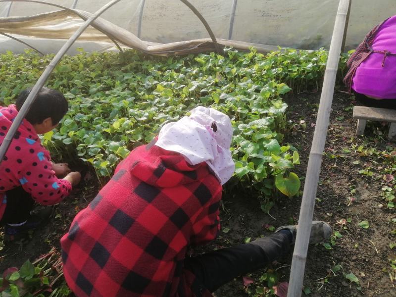 折耳根鱼腥草四川新鲜嫩叶凉拌蔬菜当季鱼腥草现摘现发