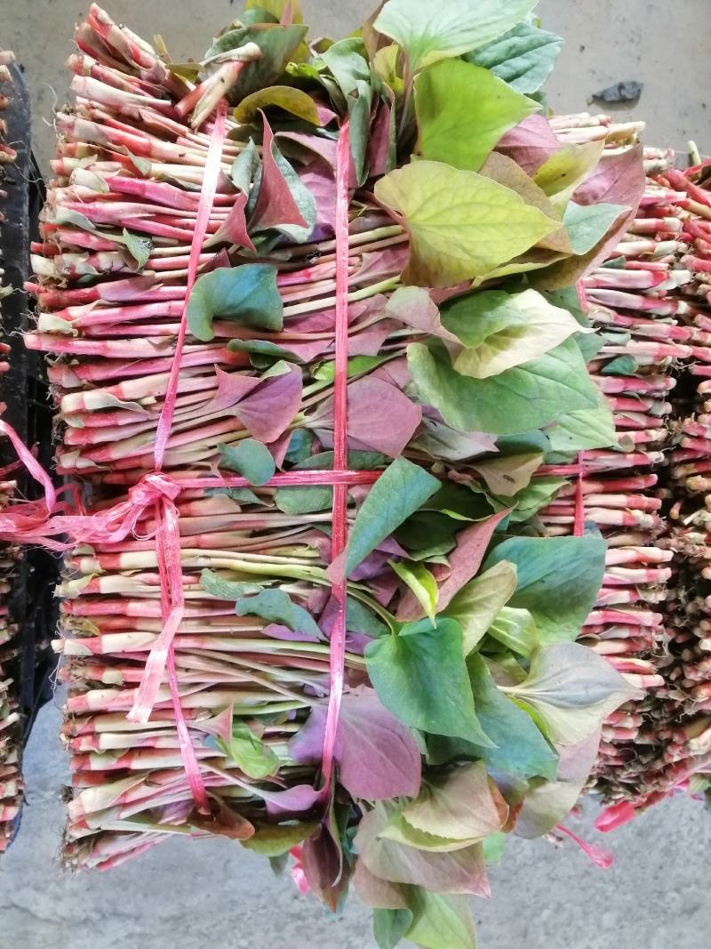 折耳根鱼腥草四川新鲜嫩叶凉拌蔬菜当季鱼腥草现摘现发