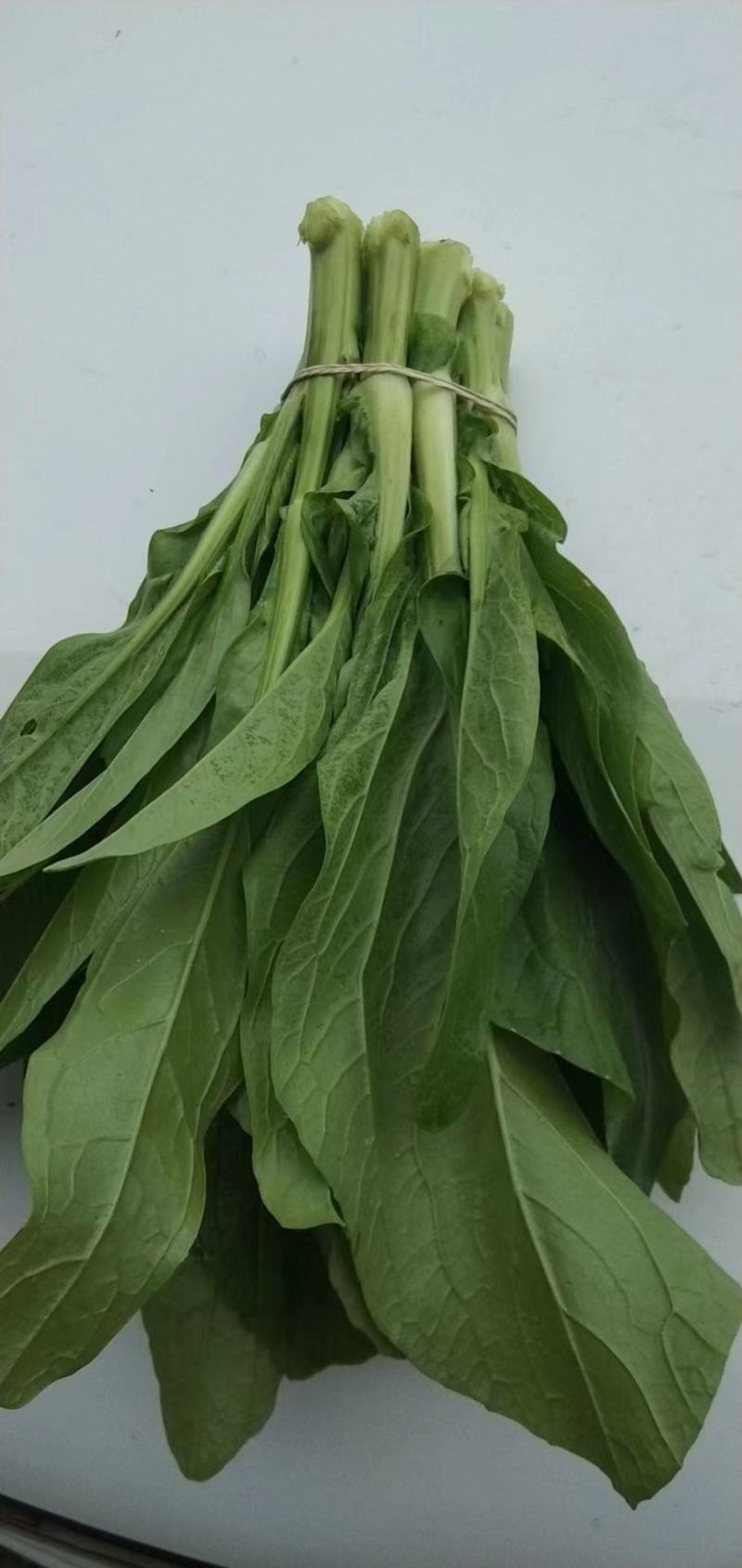 【精选】四川白菜苔新鲜上市量大质优欢迎选购