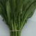 【精选】四川白菜苔新鲜上市量大质优欢迎选购