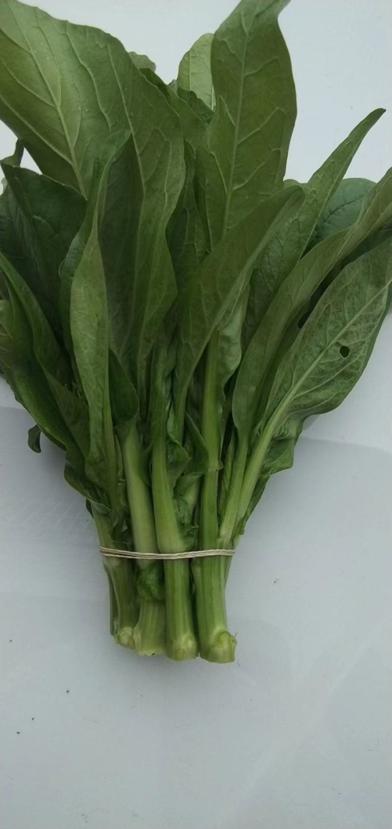 【精选】四川白菜苔新鲜上市量大质优欢迎选购