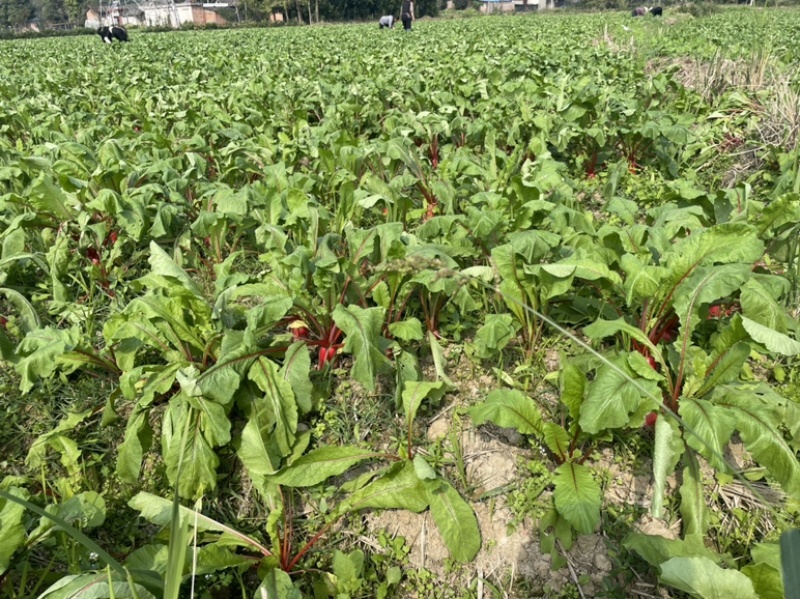 大量出售红皮萝卜
