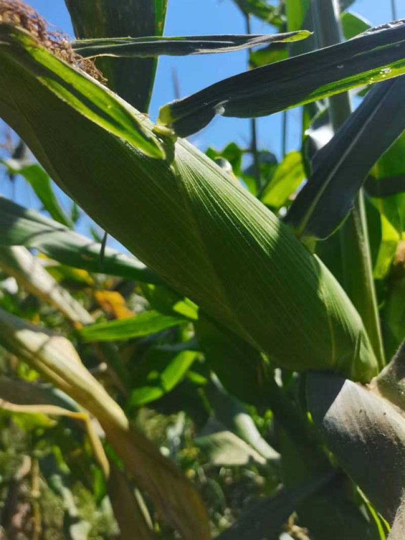 长期有货一手货源各种新鲜水果玉米