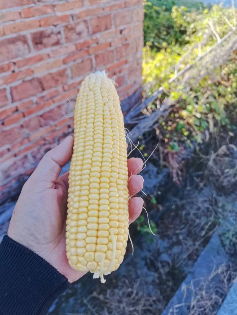 长期有货一手货源各种新鲜水果玉米