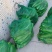长期有货一手货源各种新鲜水果玉米