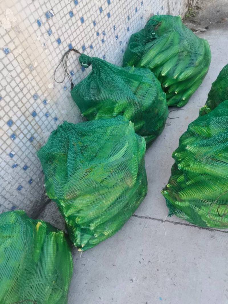 长期有货一手货源各种新鲜水果玉米