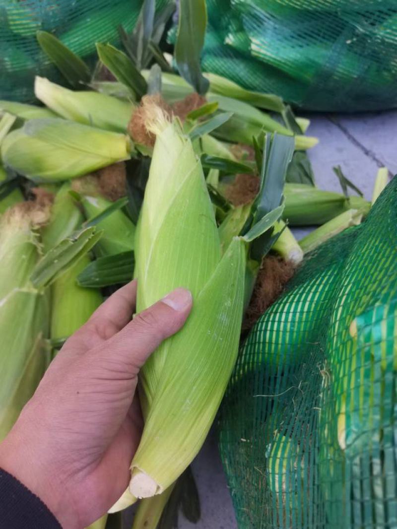 长期有货一手货源各种新鲜水果玉米