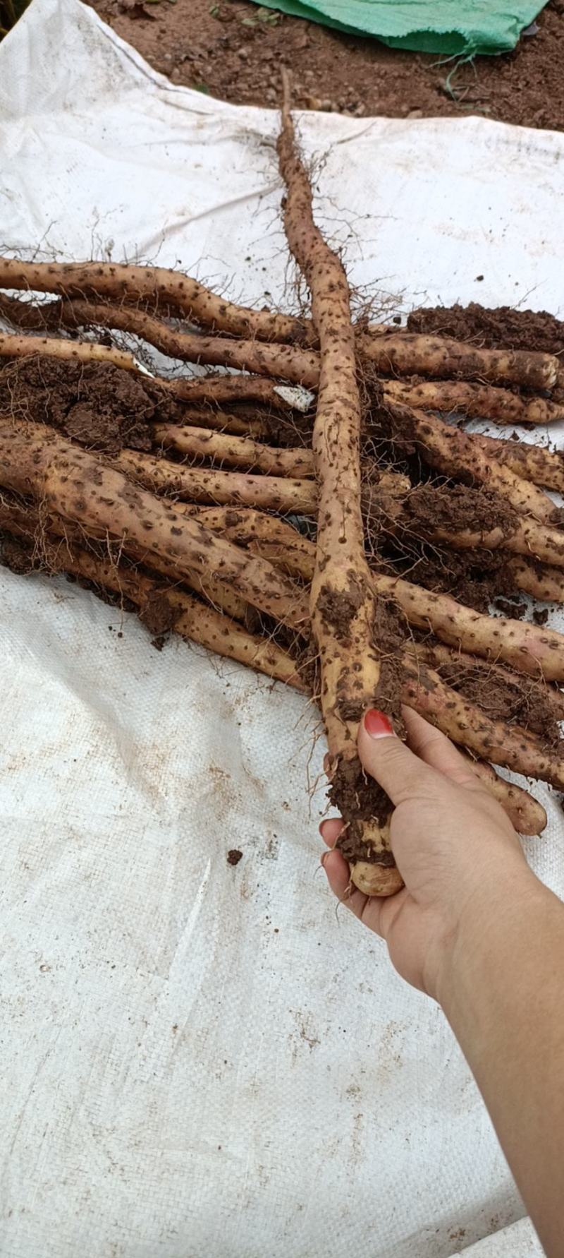 新鲜出土的大量铁棍山药批发零售视频看货等您来电