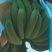 云南山地蕉