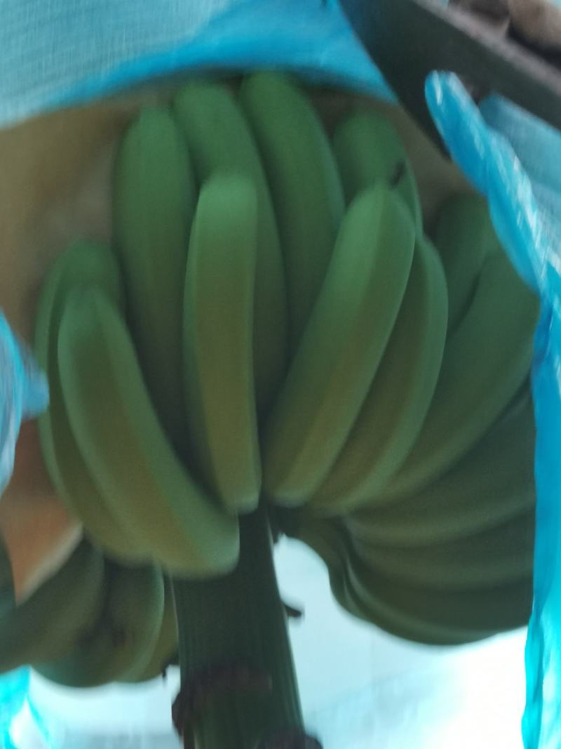 云南山地蕉