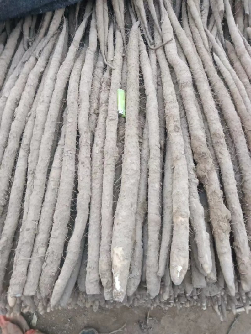小白嘴内黄嘛山药基地棒药双棒紫药大量上市中