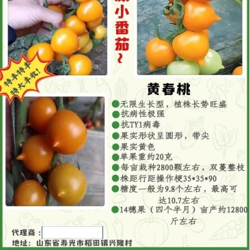 包邮，【改良番茄】黄春桃番茄苗，苗厂直发，口感佳。