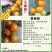 包邮，【改良番茄】黄春桃番茄苗，苗厂直发，口感佳。