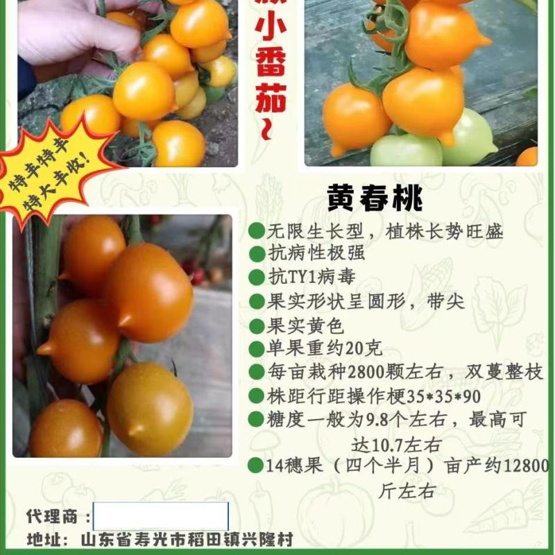 包邮，【改良番茄】黄春桃番茄苗，苗厂直发，口感佳。